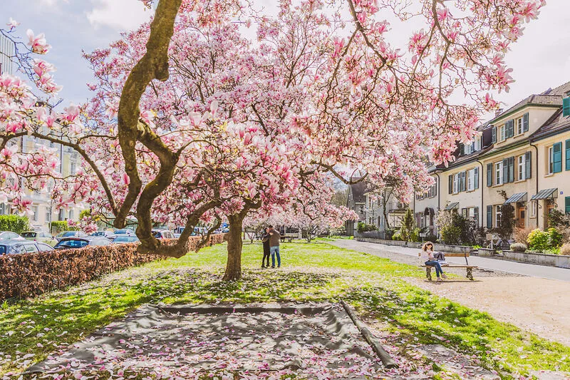 Spring in Basel